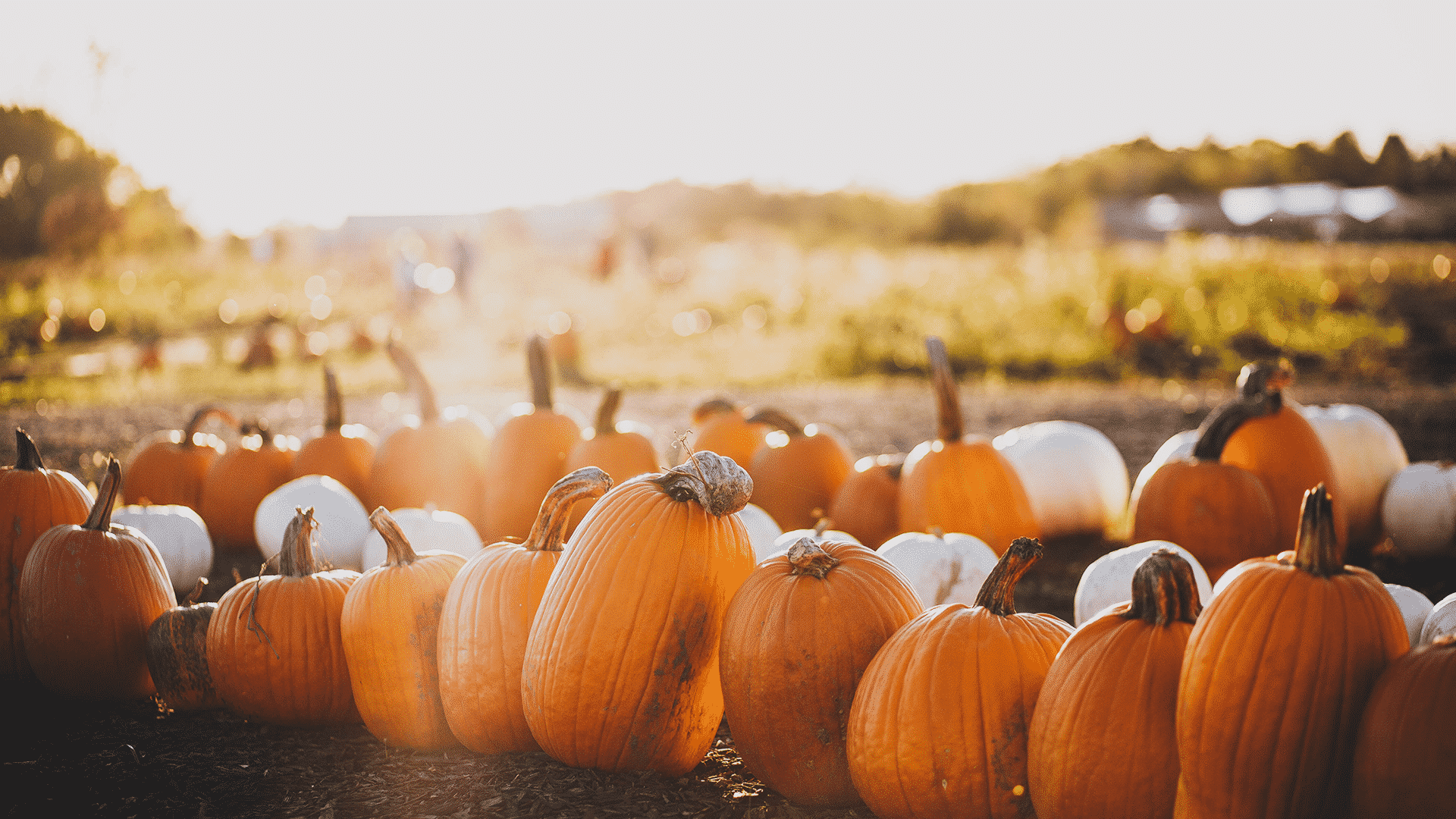Why Christians should celebrate Halloween